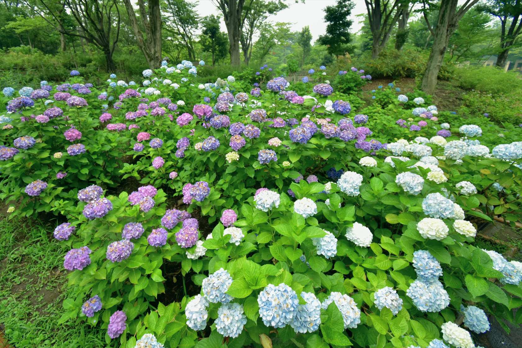 日本 関東 東京 都内で1万株のアジサイをゆっくり楽しめる穴場